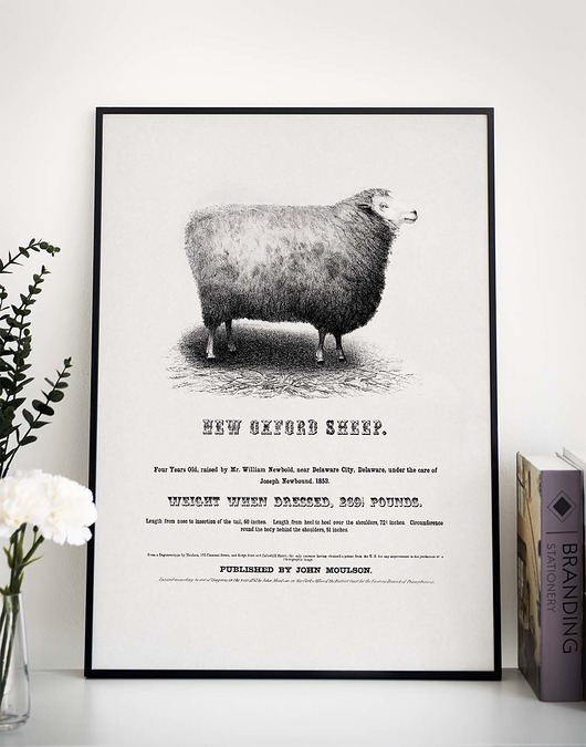 plakaty Plakat retro- owca
