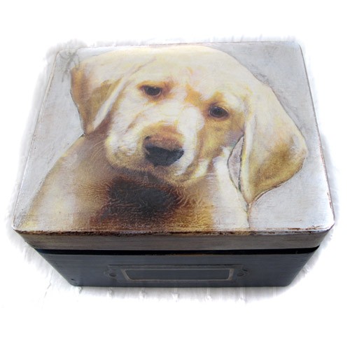 Golden retriever  Iwona Rutkowska