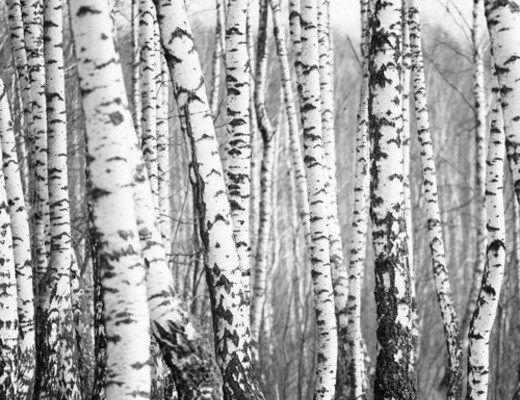 Fototapeta BRZÓZKI b&w dekornik