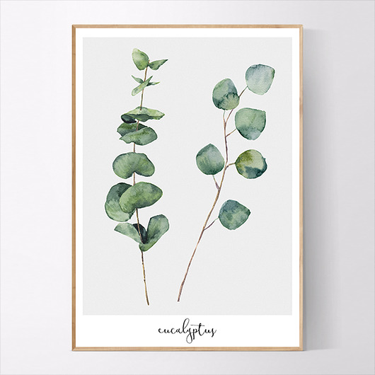 Plakat EUCALYPTUS MUKKO