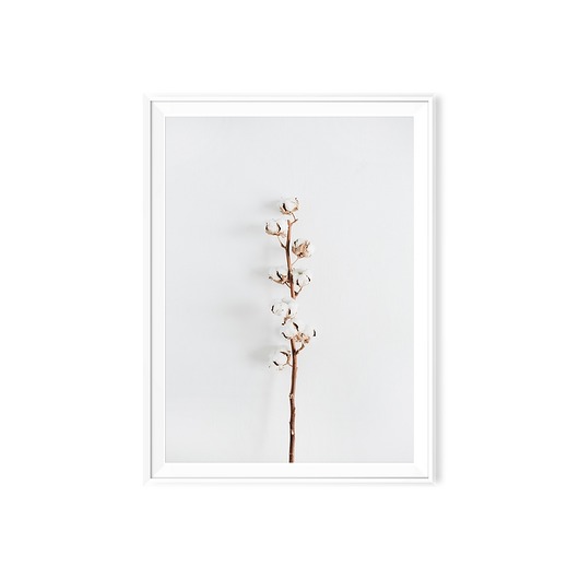 Plakat skandynawski botaniczny Bawełna myscandi