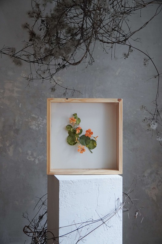 inne Obiekt botaniczny z papieru, roślina - nasturcja mniejsza