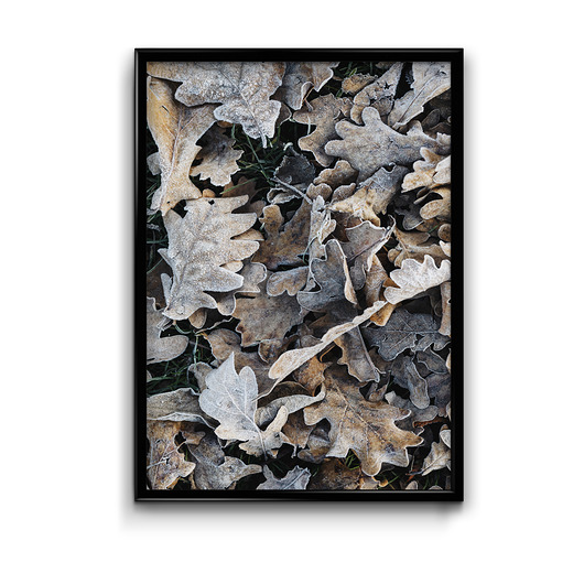 Plakat Liście Dębu  Bury Lis