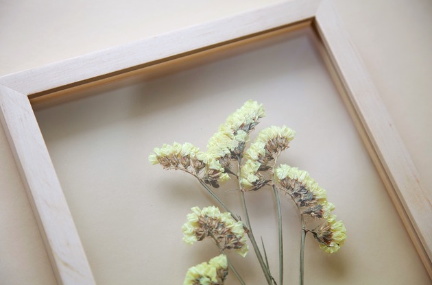 Obraz Statice Sinuata rozmiar S Plantsonwall