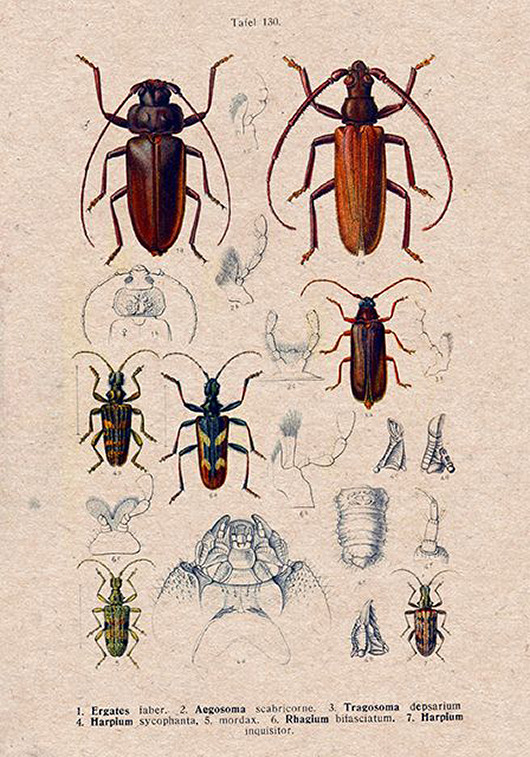 plakaty Plakat owady-rycina-z-ksiazki-i