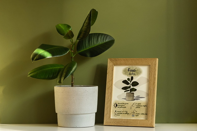 grafiki i ilustracje Instrukcja roślinna: FICUS Elastica (figowiec)