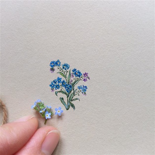 Niezapominajki , Botanical illustration, miniatura atelier by Olga