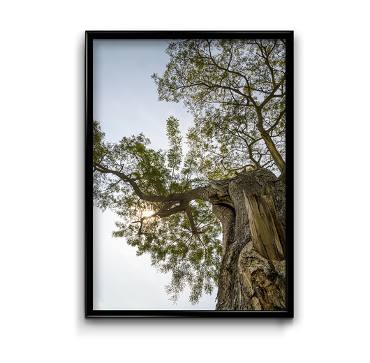 Plakat Pod drzewem  Bury Lis