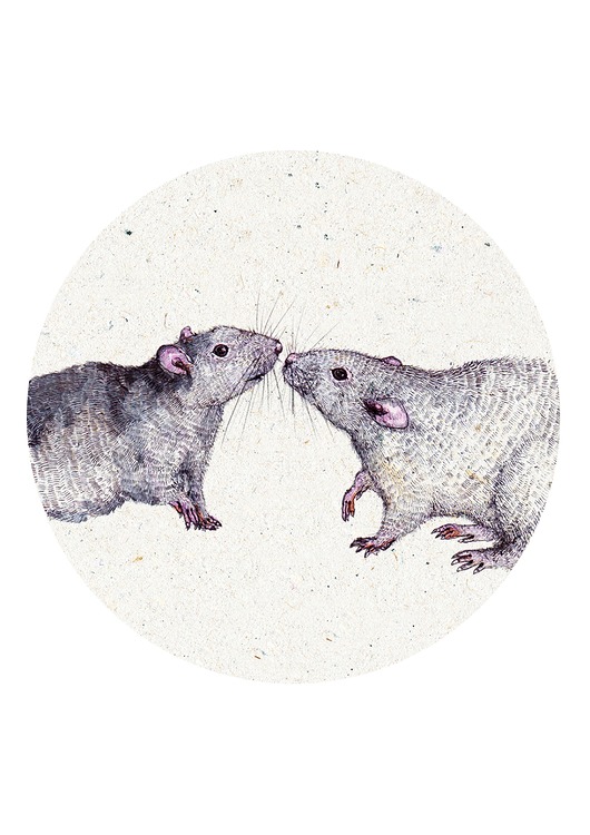 grafiki i ilustracje Szczurki- Grafika - Ilustracja na ścianę