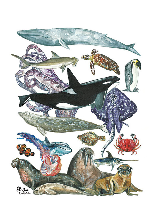 plakaty Plakat Zwierzęta Oceanu