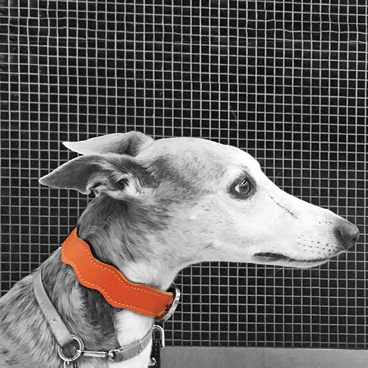 smycze i obroże dla psów i kotów New Wave Collar