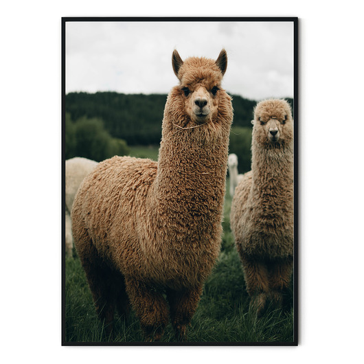 Plakat skandynawski Alpaki myscandi