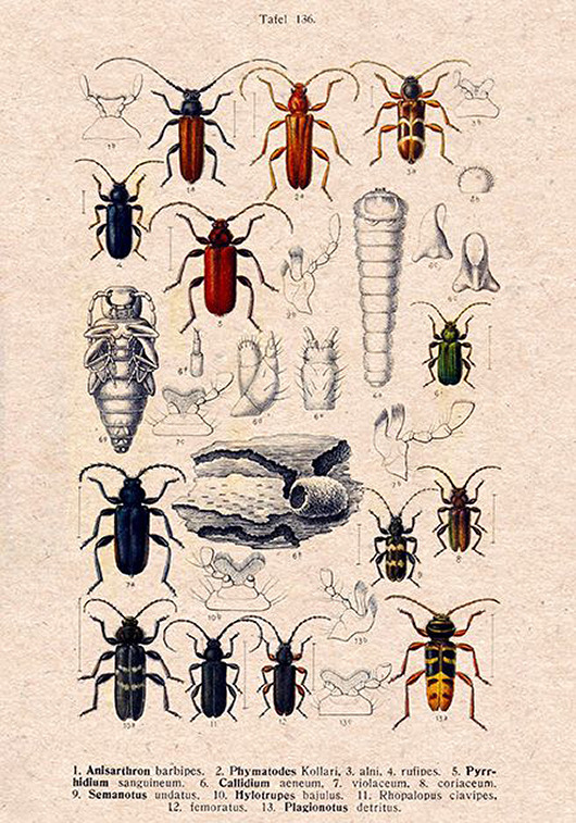plakaty Plakat owady-rycina-z-ksiazki-xv