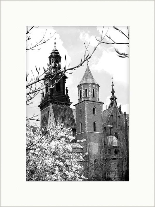 grafiki i ilustracje Wawel-magnolie-zdjęcie-w-passe-partout