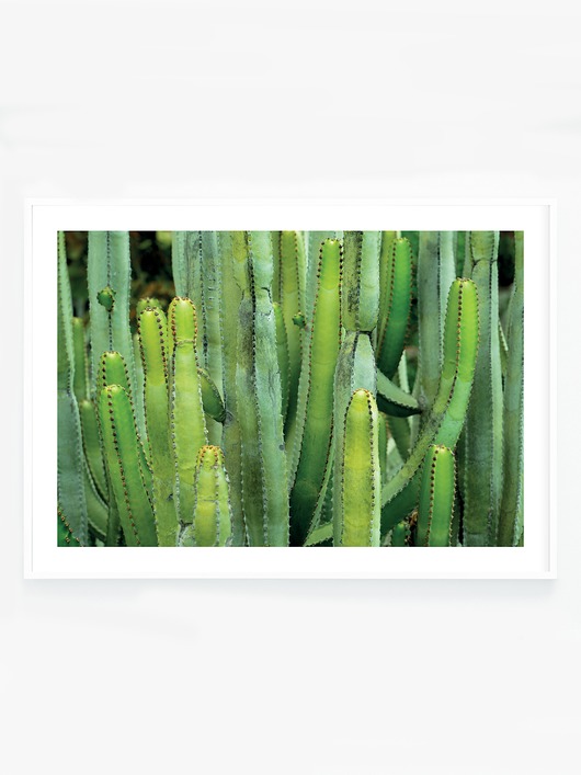 fotografia Kaktusy plakat