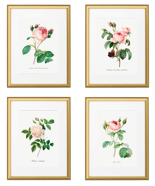 Róże - zestaw plakatów botanicznych White Rose Peonies 