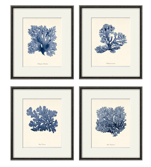 grafiki i ilustracje Zestaw 4 grafik koralowiec reprodukcja morskie
