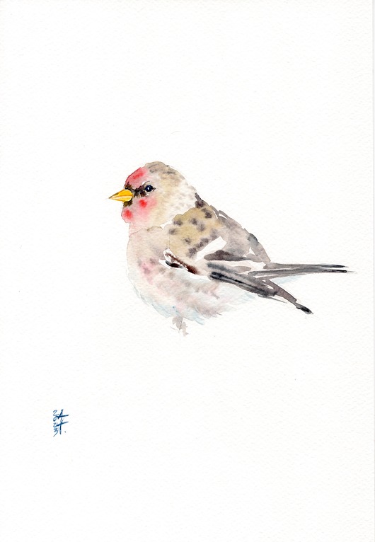 obrazy Oryginalna akwarela. Czeczotka