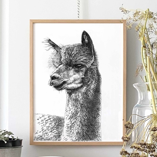 grafiki i ilustracje Lama