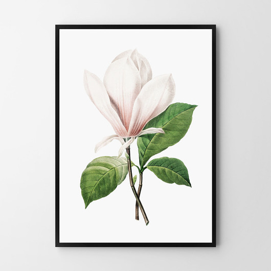 Biała magnolia Plakat - różne formaty HOG STUDIO
