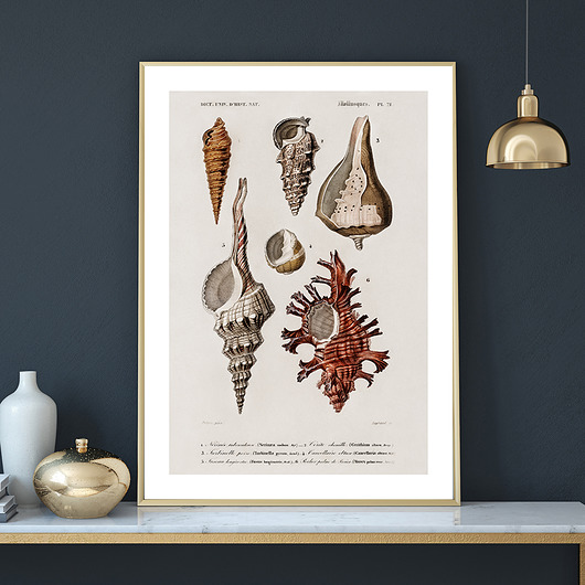 Plakat SEASHELLS no.3 muybien