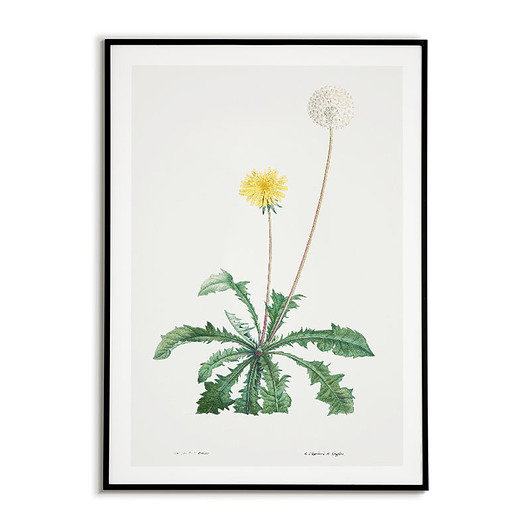 plakaty Plakat botaniczny GRAFIKA Mniszek MLECZ