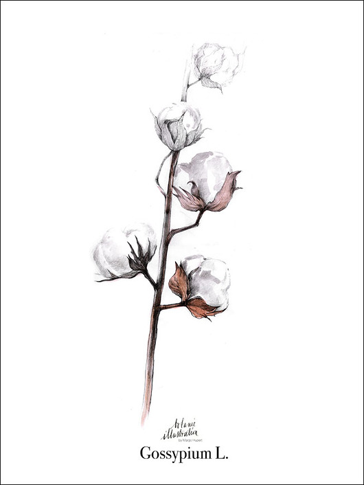 Cotton Flowers 40x50 cm Margo Hupert