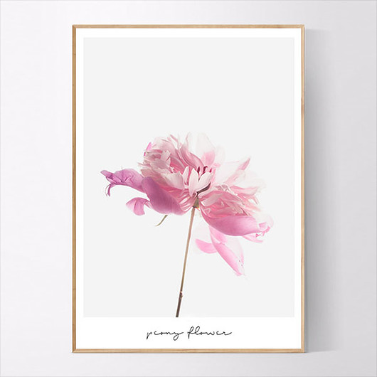 Plakat Peonia MUKKO