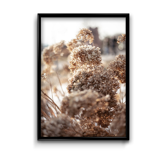 Plakat Suche Hortensje  Bury Lis