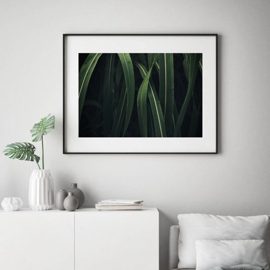 PLAKAT natura botaniczny trawa black dot studio