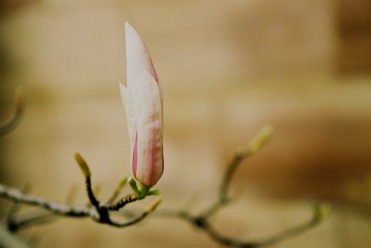 stalowa magnolia chaju