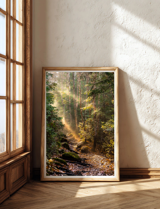 fotografia PLAKAT natura fotografia las dekoracja ścienna