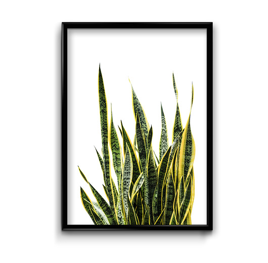 plakaty Plakat Sansewieria 