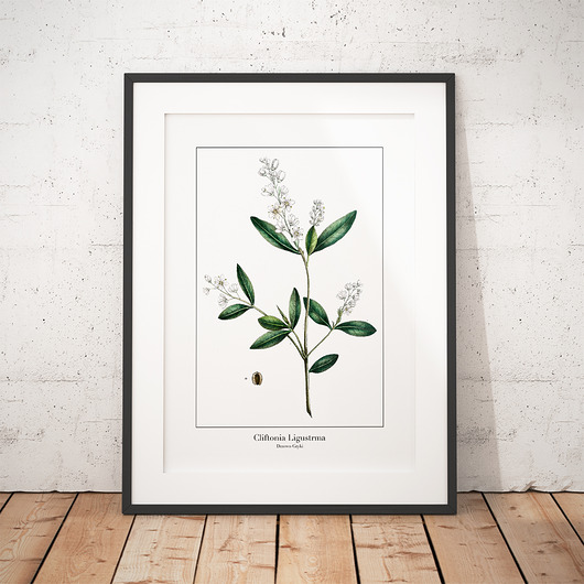 Plakat botaniczny Drzewo Gryki trochę na ścianę