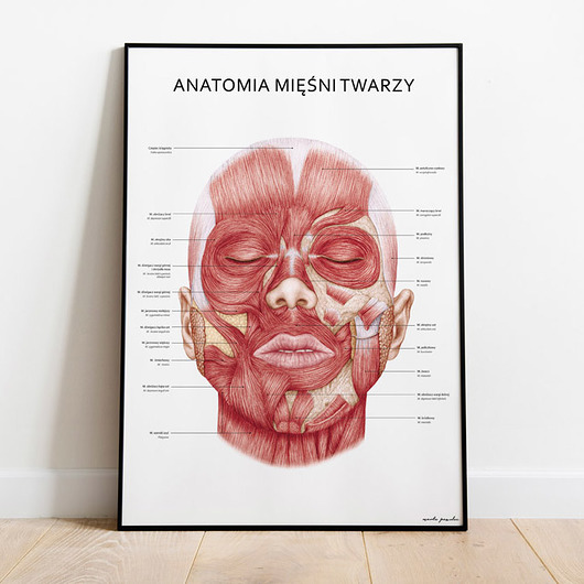 plakaty Plakat Anatomia Mięśni Twarzy
