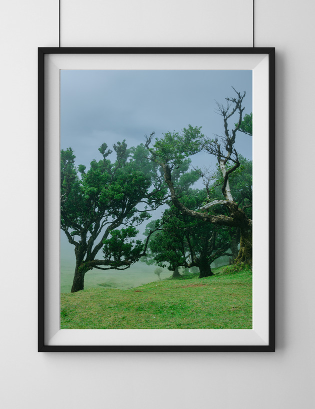 plakaty Las we mgle, Fanal, plakat, fotografia, plik cyfrowy