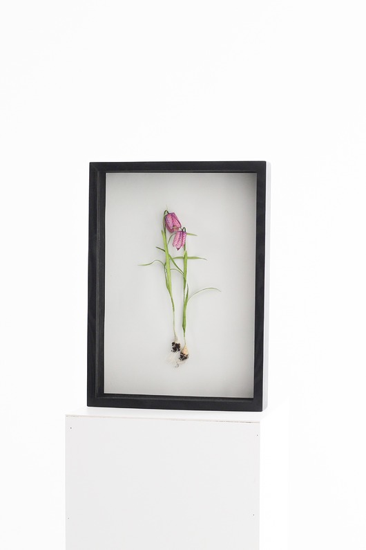 inne Dekoracja botaniczna, obraz - szachownica kostkowata