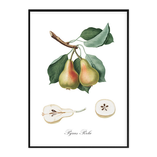 Plakat - botaniczna ilustracja GRUSZKA muybien