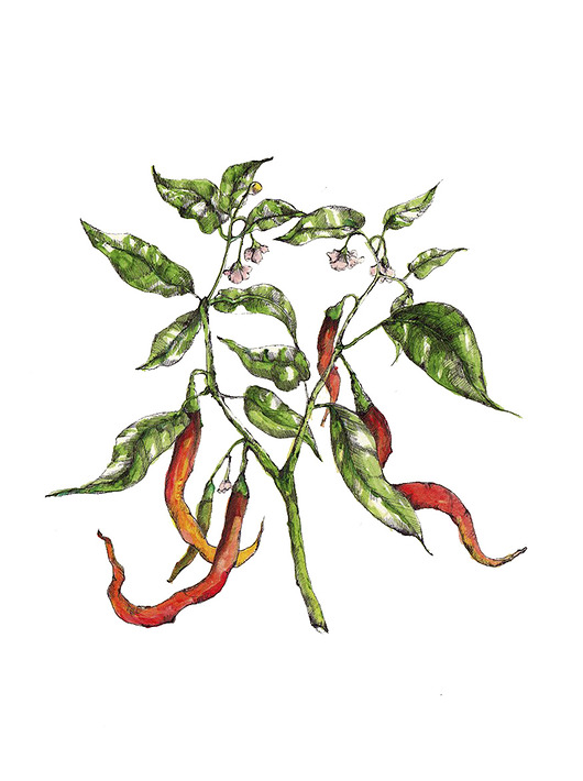 Chili BOSKE