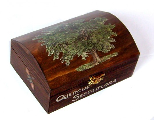 Quercus sessiliflora MOLLIK