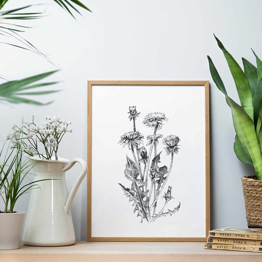 grafiki i ilustracje Mniszek  30x40  - grafika botaniczna