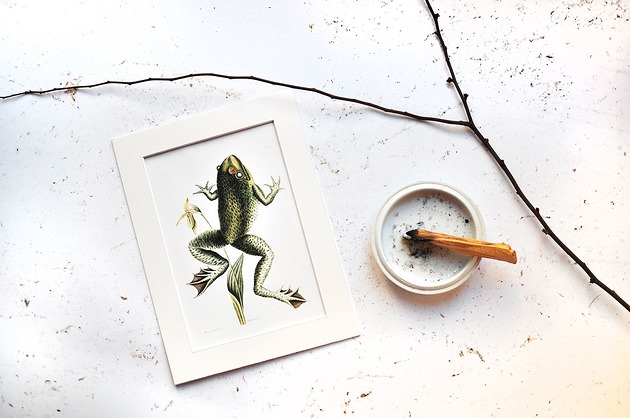Żabka,ilustracja vintage - passe-partout Galeria LueLue