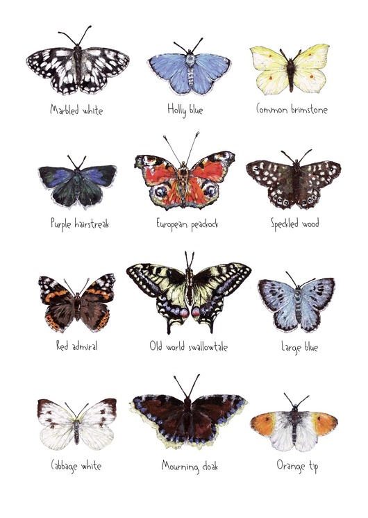 grafiki i ilustracje Pszczoły i trzmiele - grafika na ścianę- ilustracja- kwiaty