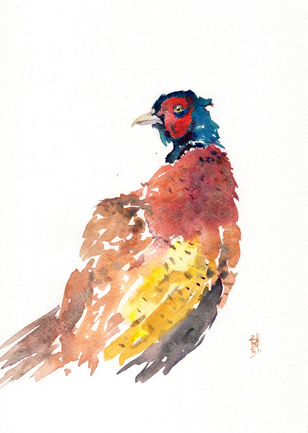obrazy Oryginalna akwarela. Bażant