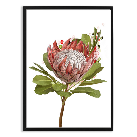 plakaty PLAKAT (poster) KWIAT PROTEA