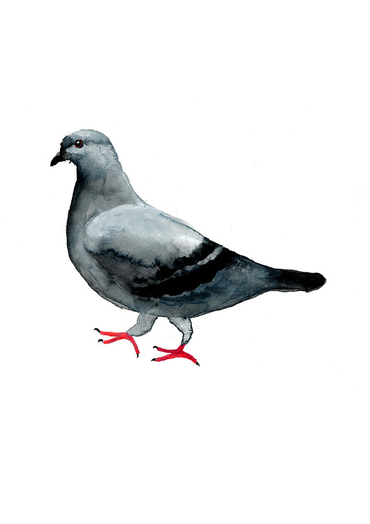 grafiki i ilustracje Plakat Gołąb
