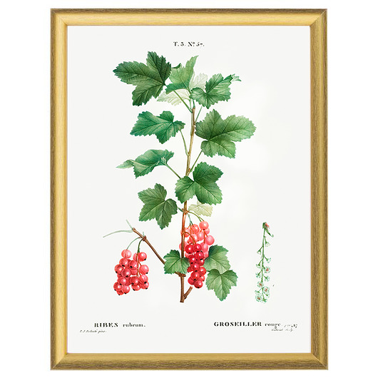 Botaniczne ilustracje - Czerwona porzeczka White Rose Peonies 