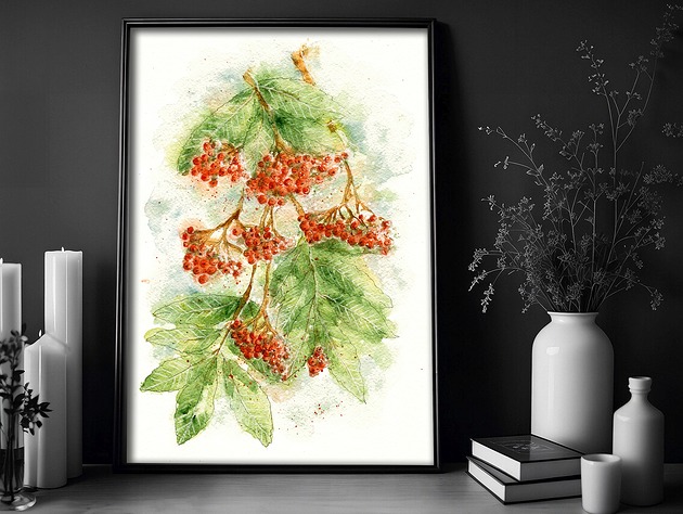 grafiki i ilustracje Jarzębina