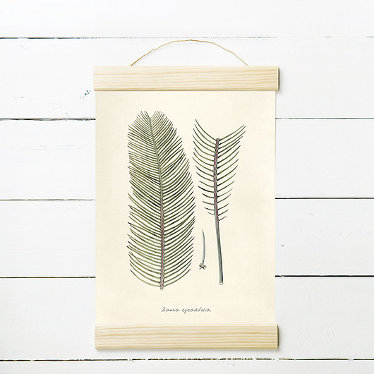 ZAMIA RYC.1 - rycina, plakat 21x30 cm MUKKO