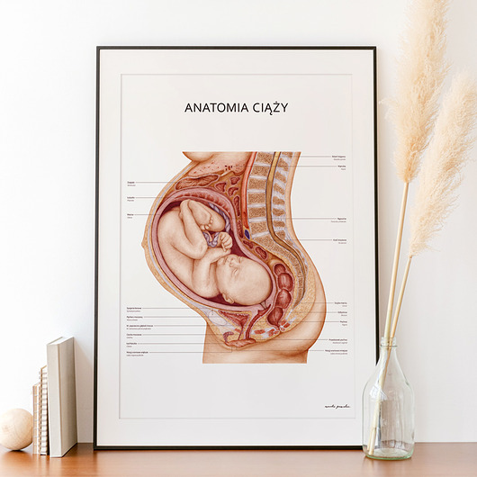 plakaty Plakat Anatomia Ciąży